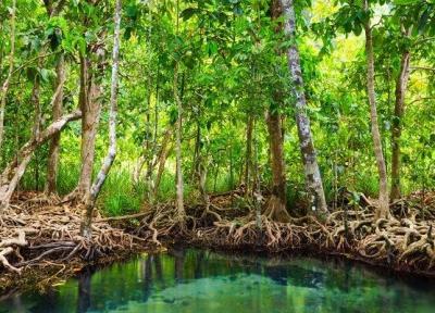 تصفیه آب با الهام از درختان جنگل های حرا