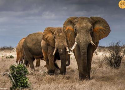 مهاجرت بزرگ فیل ها از زیمباوه به بوتسوانا به علت کمبود آب